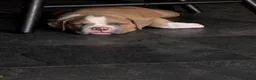 Kruising honden te koop: Lieve gesocialiseerd pups zoeken 4 ever home - Advertentie 4