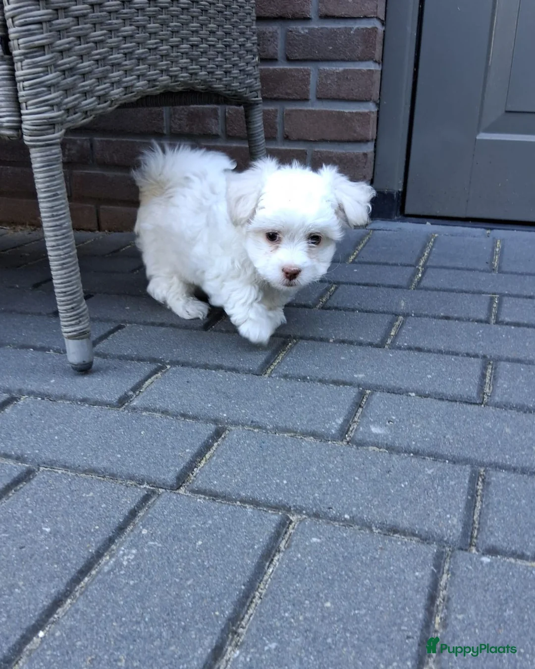 Maltezer honden te koop: Lieve maltezer pup tekoop - Advertentie 2