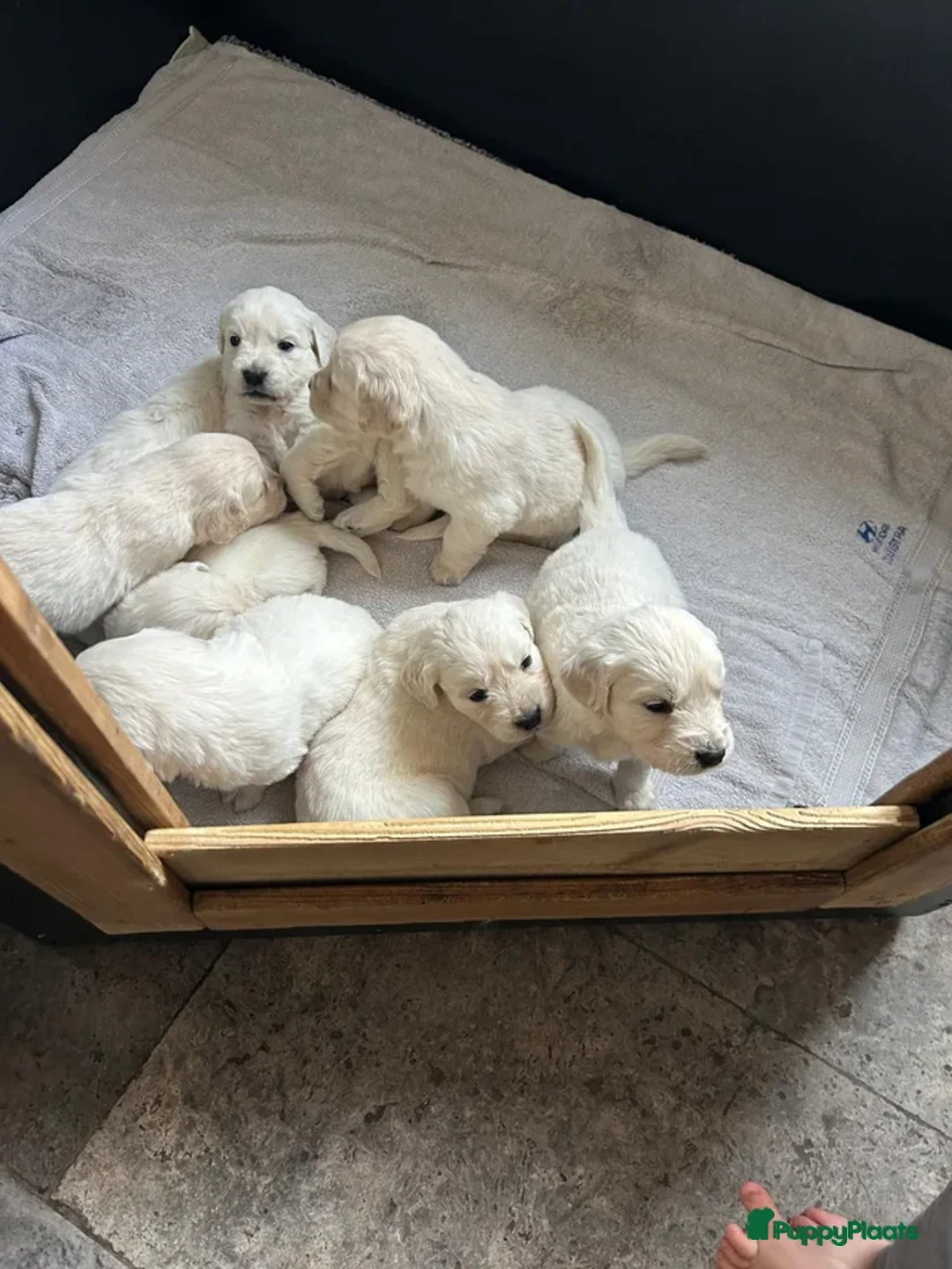 Golden Retriever honden te koop: Lieve golden retriever pups in Montfoort - Advertentie 3