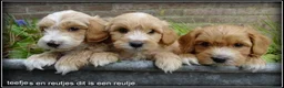 Maltipoo honden te koop: Maltipoo F1b pups - Advertentie 7