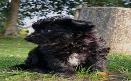 Kruising honden te koop: Orginele Amerikaanse Toy Papipoo  - Advertentie 7