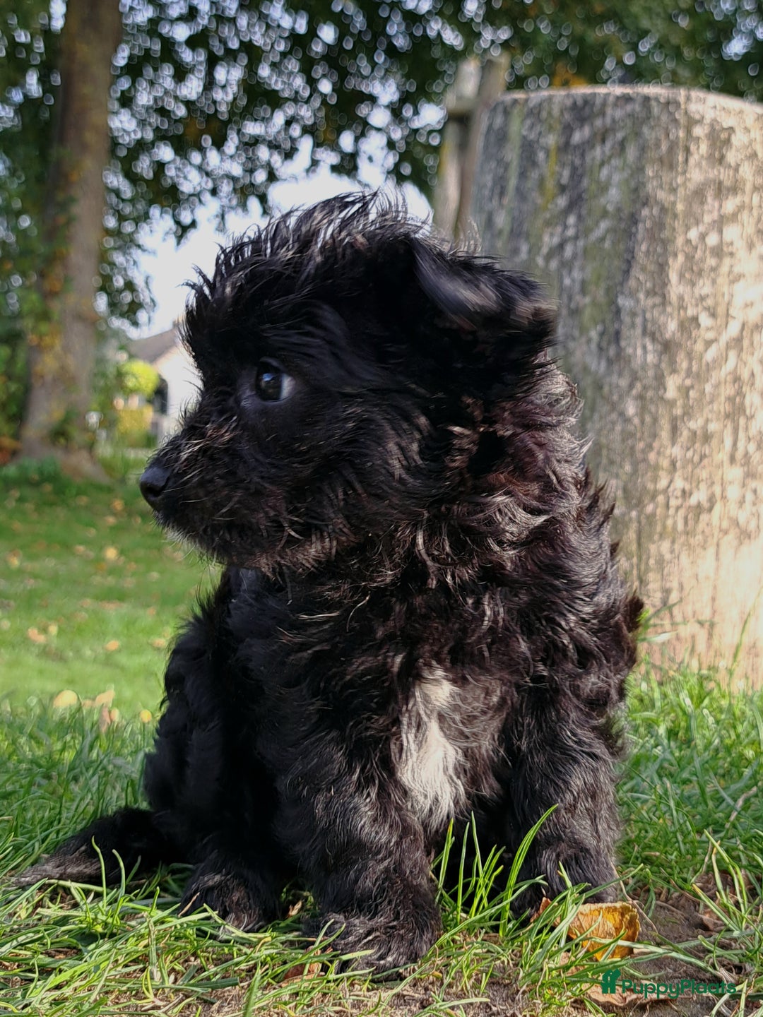 Kruising honden te koop: Laatste teefje: Orginele Amerikaanse Toy Papipoo  - Advertentie 7