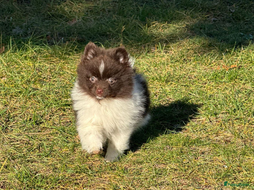 Pomeriaan honden te koop: 7 weken oude spitz puppy - Advertentie 2