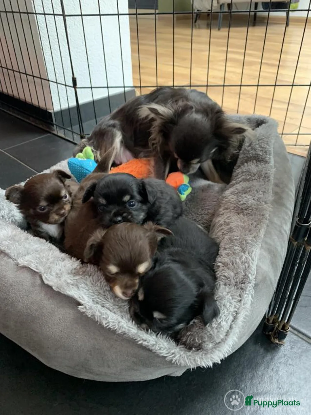 Chihuahua honden ter dekking: Chihuahua dekreu in Sint-Oedenrode - Advertentie 5