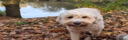 Goldendoodle honden te koop: Goldendoodle multigen middenslag reu te koop - Advertentie 21