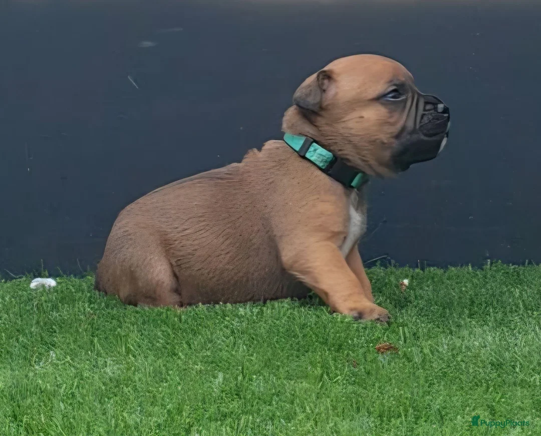 Kruising honden te koop: Prachtige pups - Advertentie 2