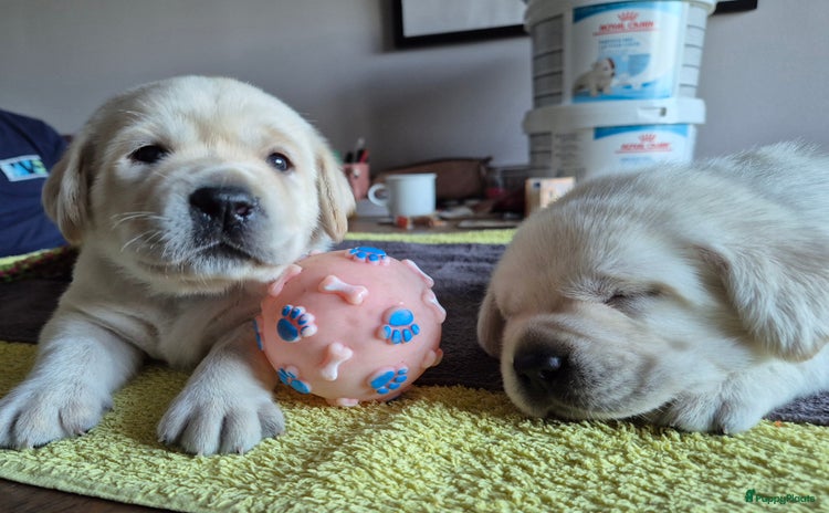 Labrador Retriever honden - Advertentie 3