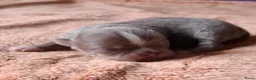 Chihuahua honden te koop: Lilac chihuahua pups - Advertentie 4