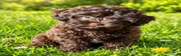Shihpoo honden te koop: Mini ShihPoo F1 Klein BLIJVEND FAWN - Advertentie 1