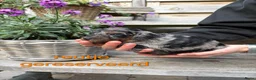 Labradoodle honden te koop: Prachtige labradoodle pups - Advertentie 9
