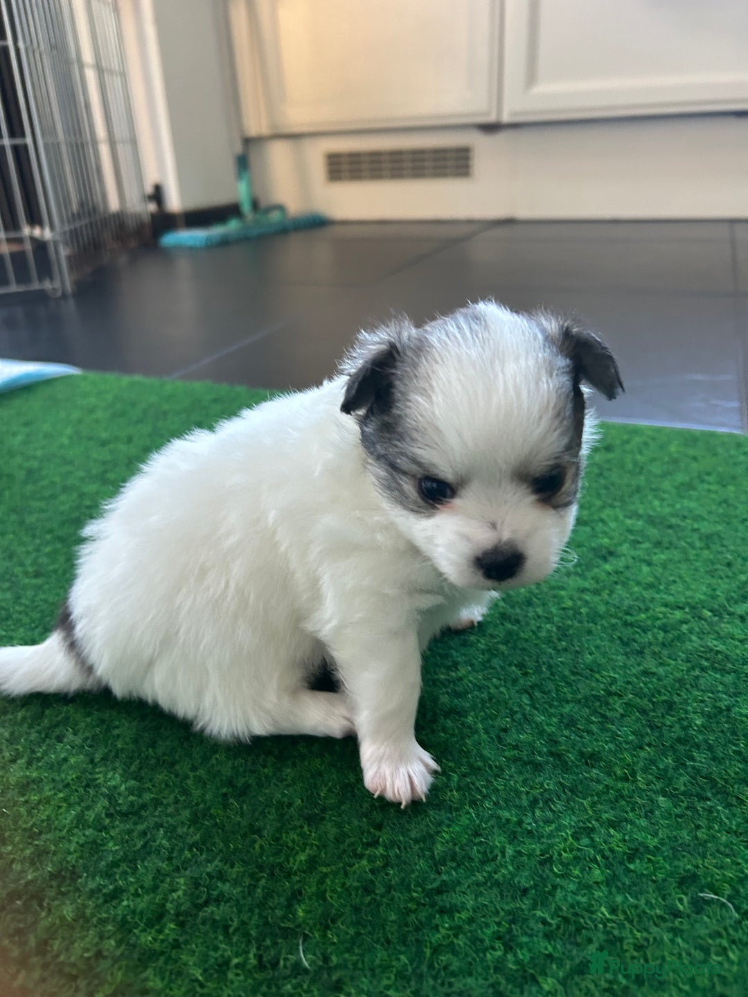 Pomchi honden te koop: Pomchi reutje - Advertentie 31