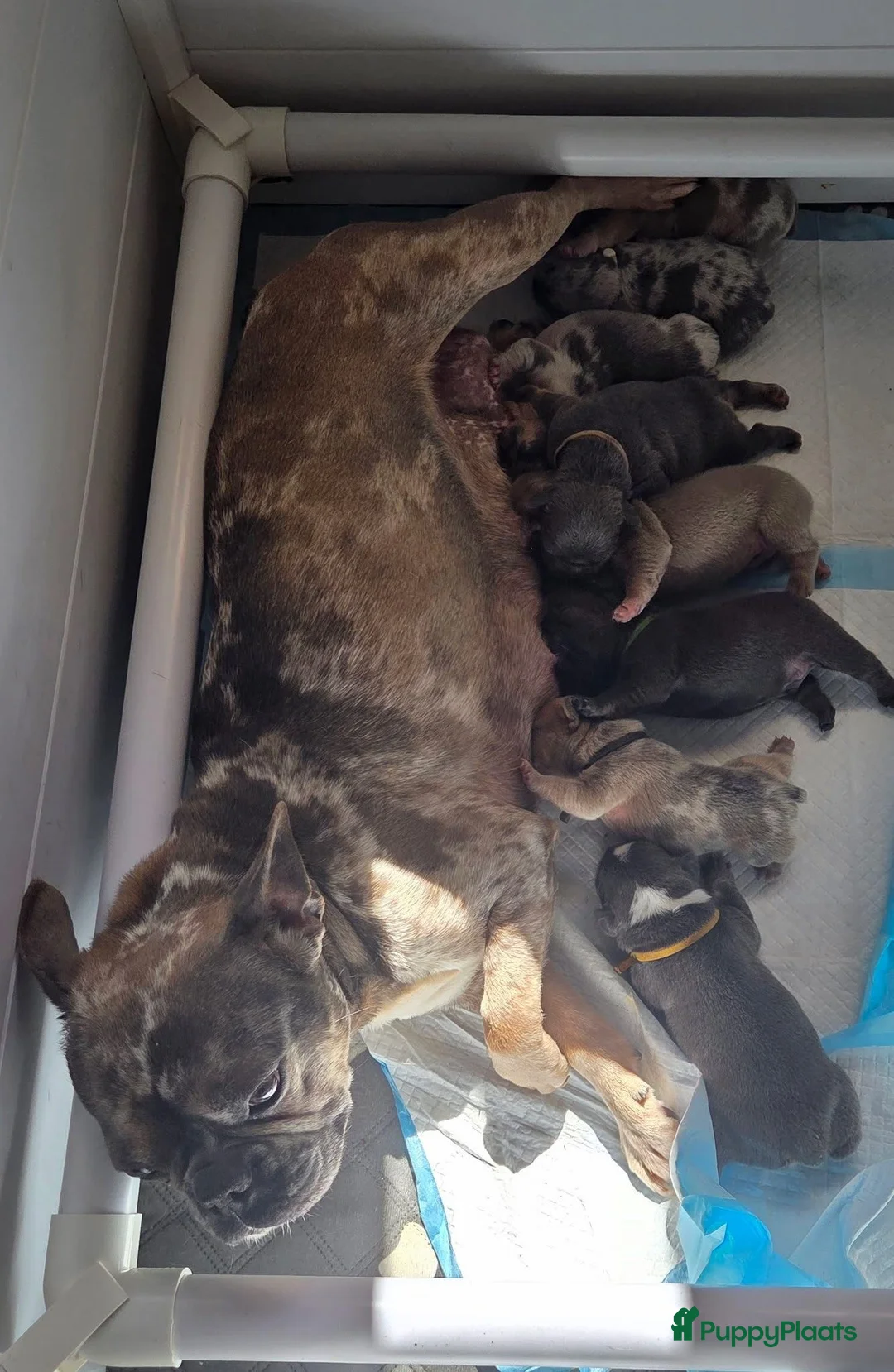 Franse Bulldog honden te koop: Franse bulldog pups in Baarle-Nassau - Advertentie 1