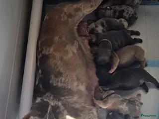 Franse Bulldog honden Franse bulldog pups - Advertentie 2