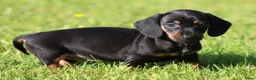 Teckel (korthaar)  honden te koop: Teckel pups - Advertentie 13