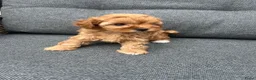 Poedel Toy honden te koop: Toy poedel puppy’s zoeken een gouden mandje  - Advertentie 7