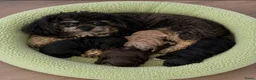 Poedel Toy honden te koop: 4 toy poedel pupjes reutjes  - Advertentie 1