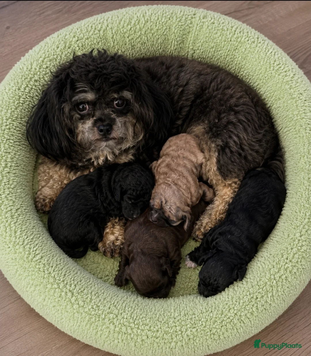 Poedel Toy honden te koop: 4 toy poedel pupjes reutjes  - Advertentie 1