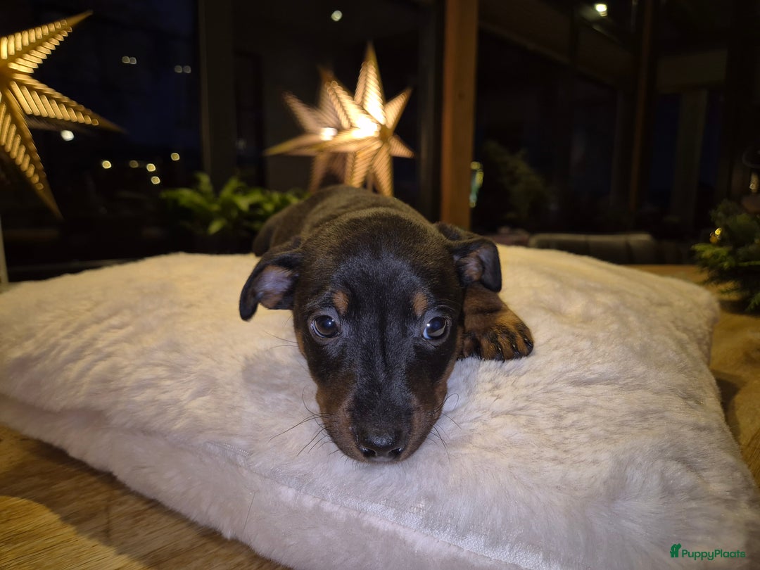 Jack Russel Terriër honden te koop: JACK RUSSEL PUPS - Advertentie 11