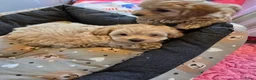 Maltipoo honden te koop: Mooie Lieve Maltipoo Maltezer / toypoedel pup - Advertentie 3