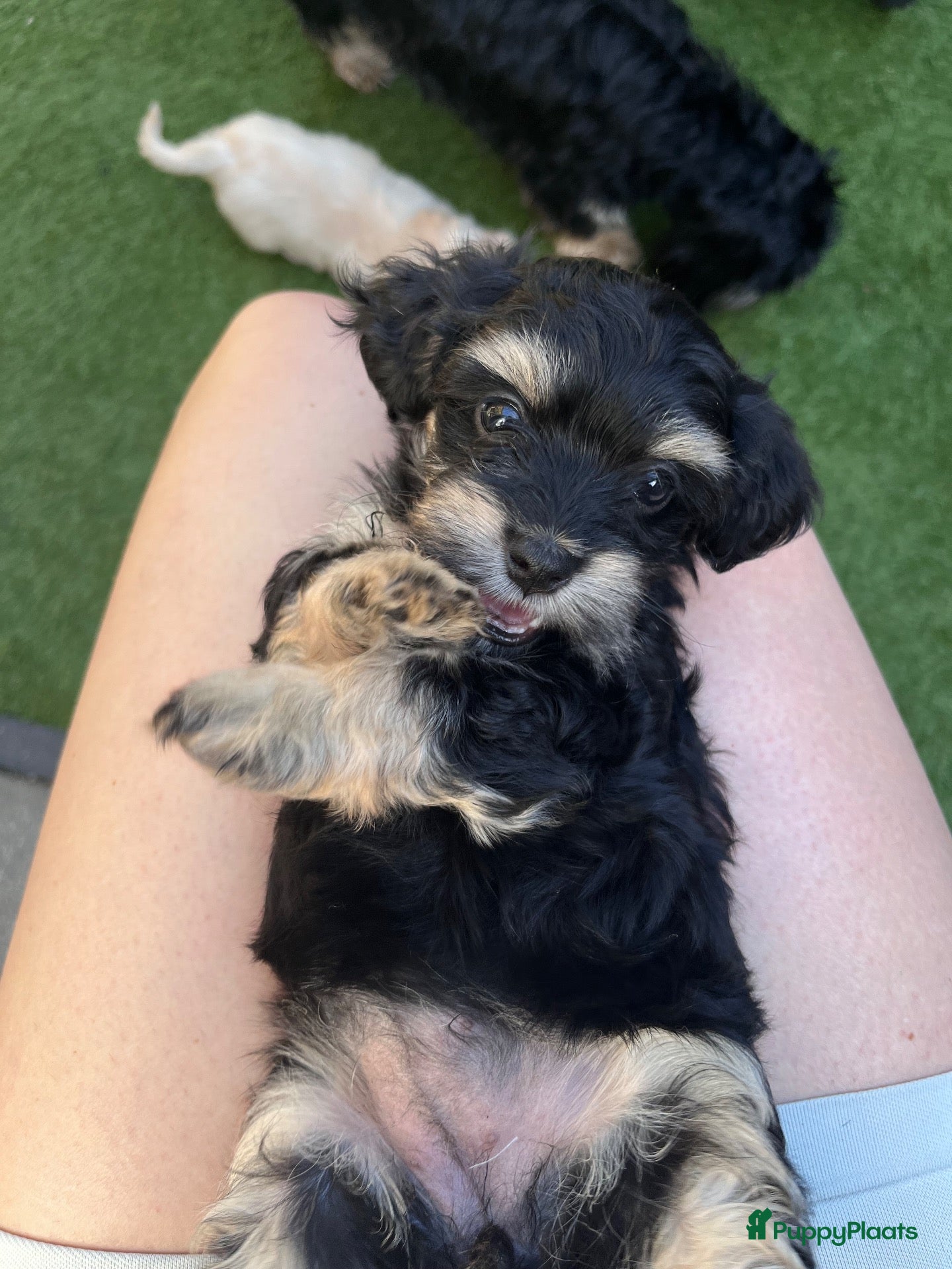 Kruising honden 🐾dwergteckel X maltezer🐾 ⭐️unieke blonde kleur⭐️ - Advertentie 3