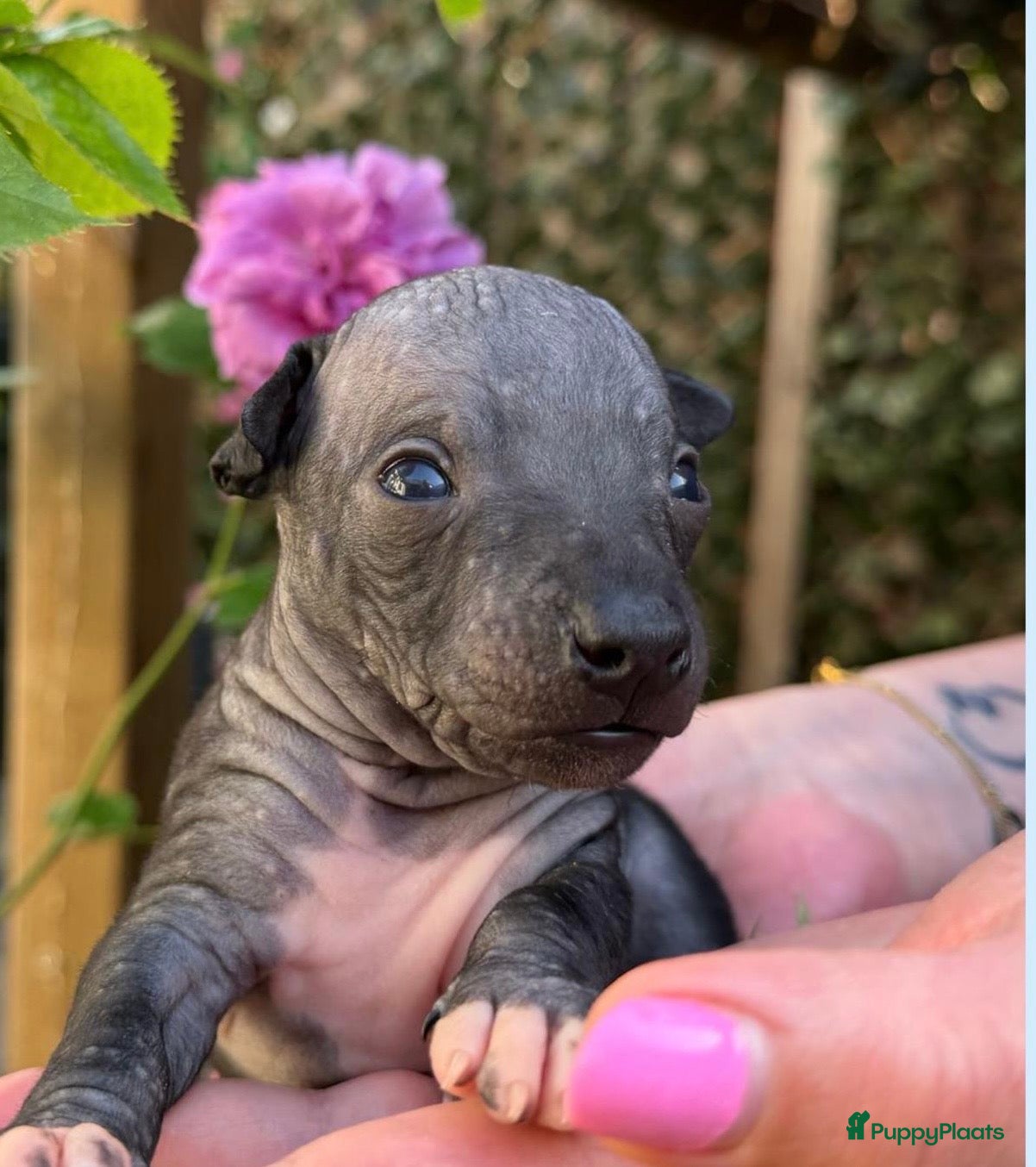 Amerikaanse Naakthond honden American hairless terrier / naakthond - Advertentie 2
