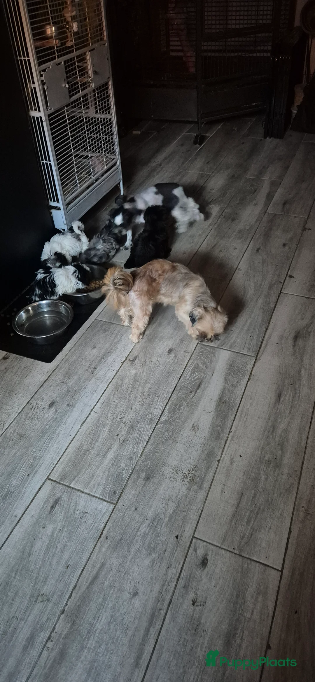 Shihpoo honden te koop: Mooi shihpoo pups - Advertentie 2