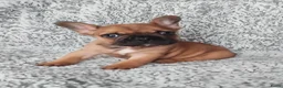 Franse Bulldog honden te koop: Laatste Franse bulldog reutje - Advertentie 3