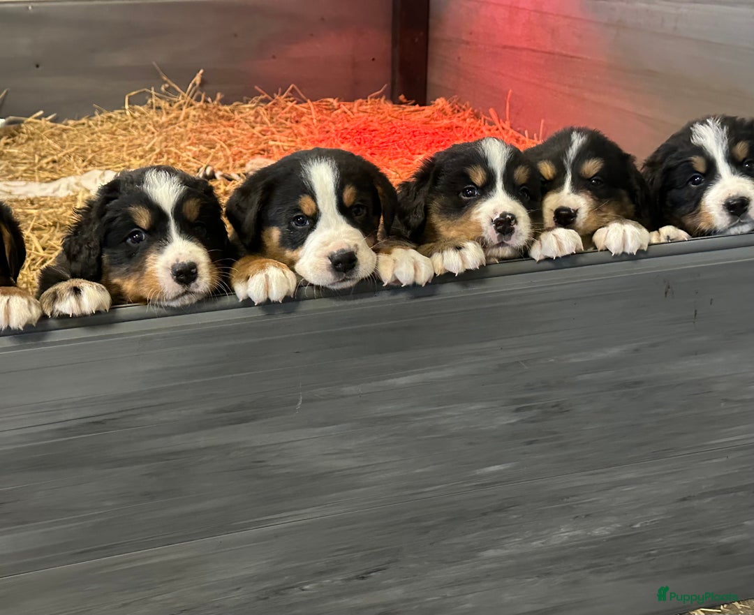 Kruising honden te koop: Berner Sennen x Zwitserse Sennen pups - Afbeelding 1