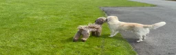Kruising honden te koop: Australian Goldendoodle pups voor Autisme ADHD - Advertentie 10