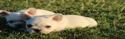 Franse Bulldog honden te koop: Franse Bulldog pups België  - Advertentie 12