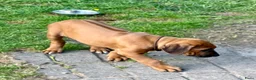 Rhodesian Ridgeback honden te koop: Rhodesian Ridgeback puppy's - Advertentie 7