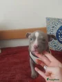 Amerikaanse Bully Puppy 7