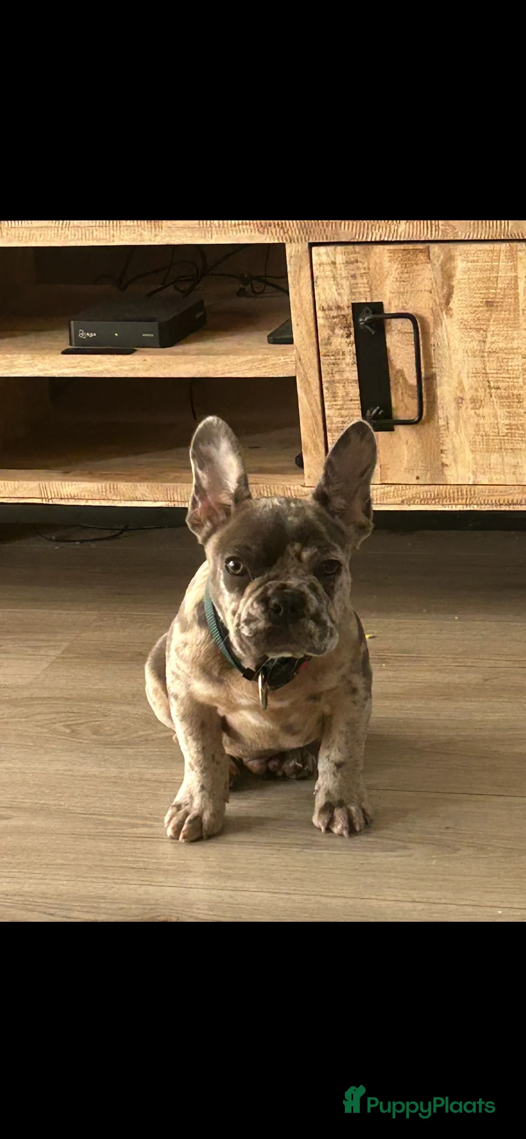 Franse Bulldog honden te koop: Lieve Franse buldog zoekt een nieuw huisje - Advertentie 4