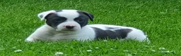 Kruising honden te koop: Laaste pup is nog op zoek naar een liefdevol thuis - Advertentie 9