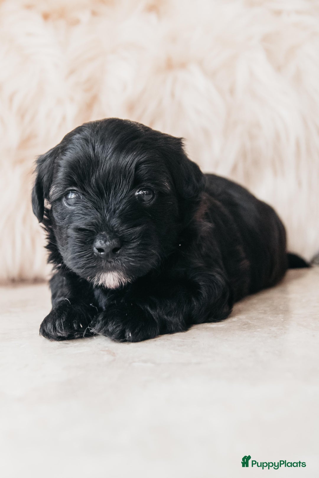 Maltipoo honden te koop: Maltipoo pup - Advertentie 2