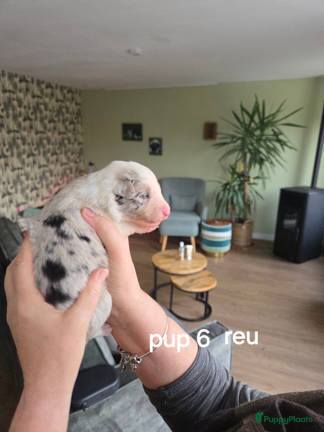 Border Collie honden te koop: Bordercollie pups te koop - Advertentie 8