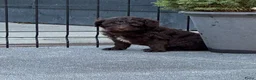Australian Labradoodle honden te koop: Australian labradoodle bruin en bruin / bont! - Advertentie 7