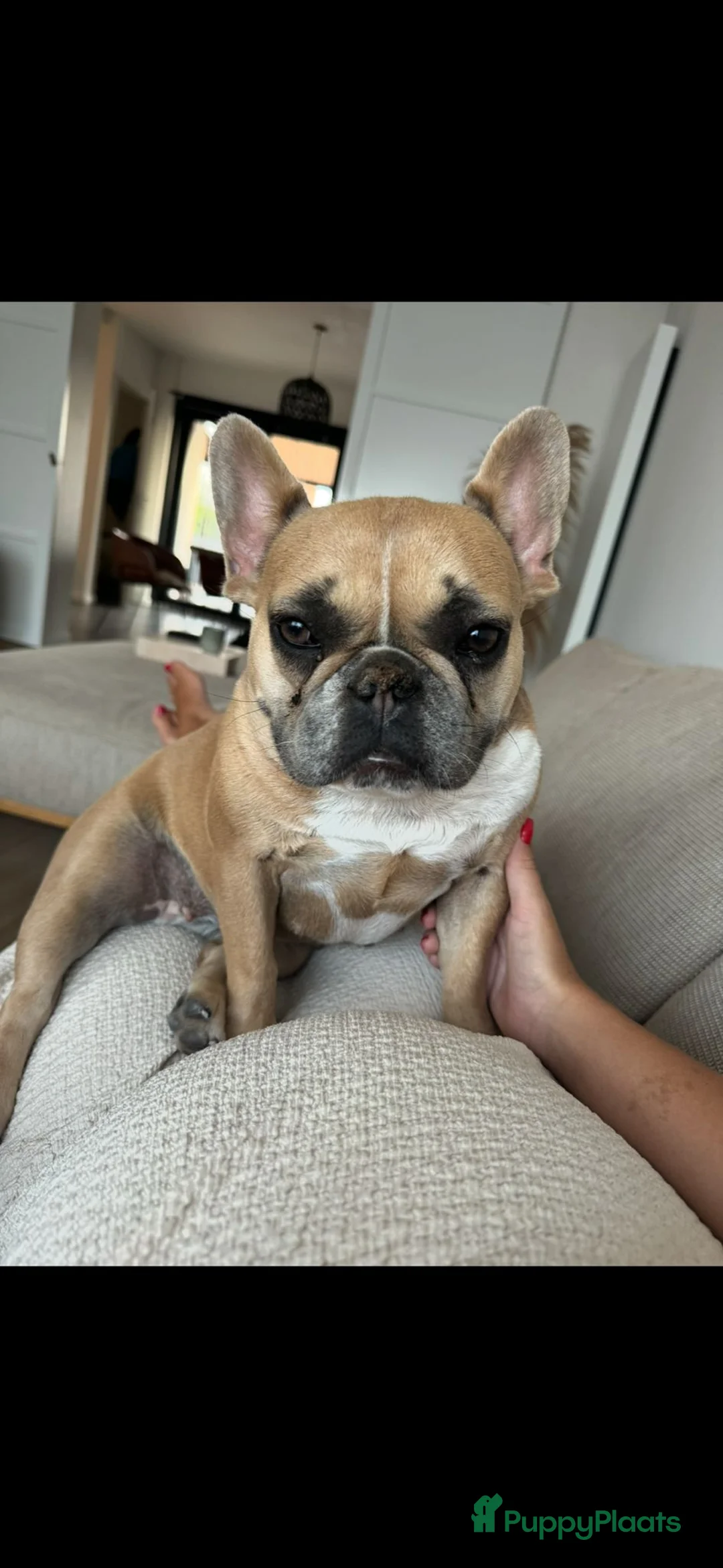 Franse Bulldog honden te koop: Franse Bulldog (5jaar) - Advertentie 2