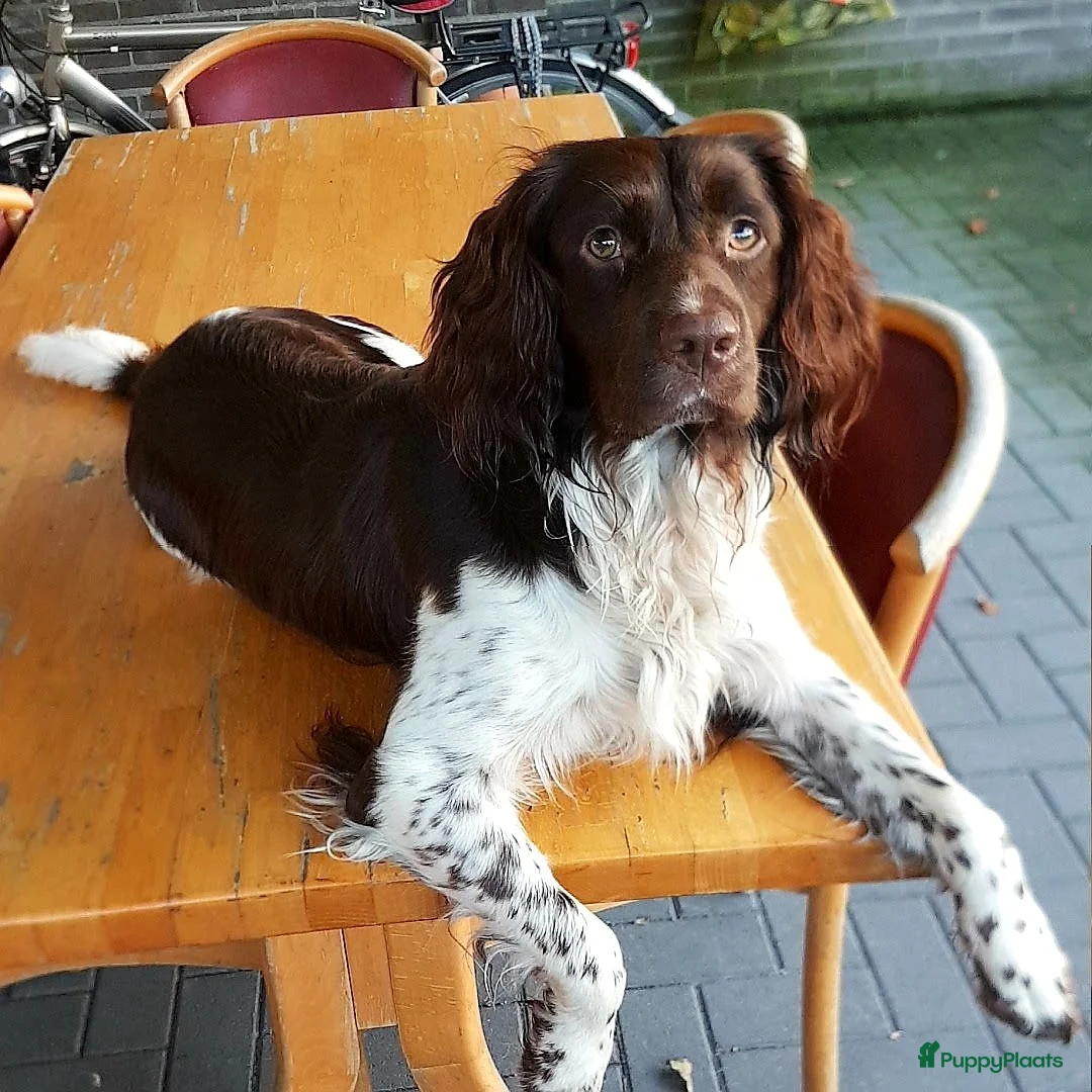 Engelse Springer Spaniel honden te koop: Engelse Springer Spaniël pups - Advertentie 23