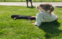 Rottweiler honden te koop: Rottweiler puppy met stamboom in IJsselmuiden - Afbeelding 3