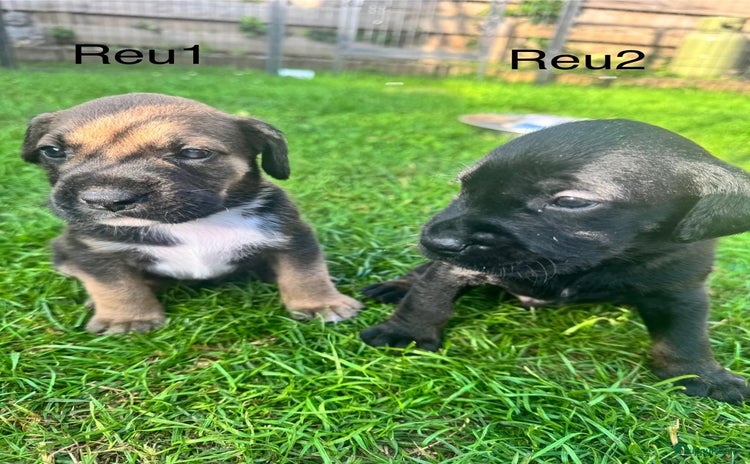 Kruising honden - Advertentie 1