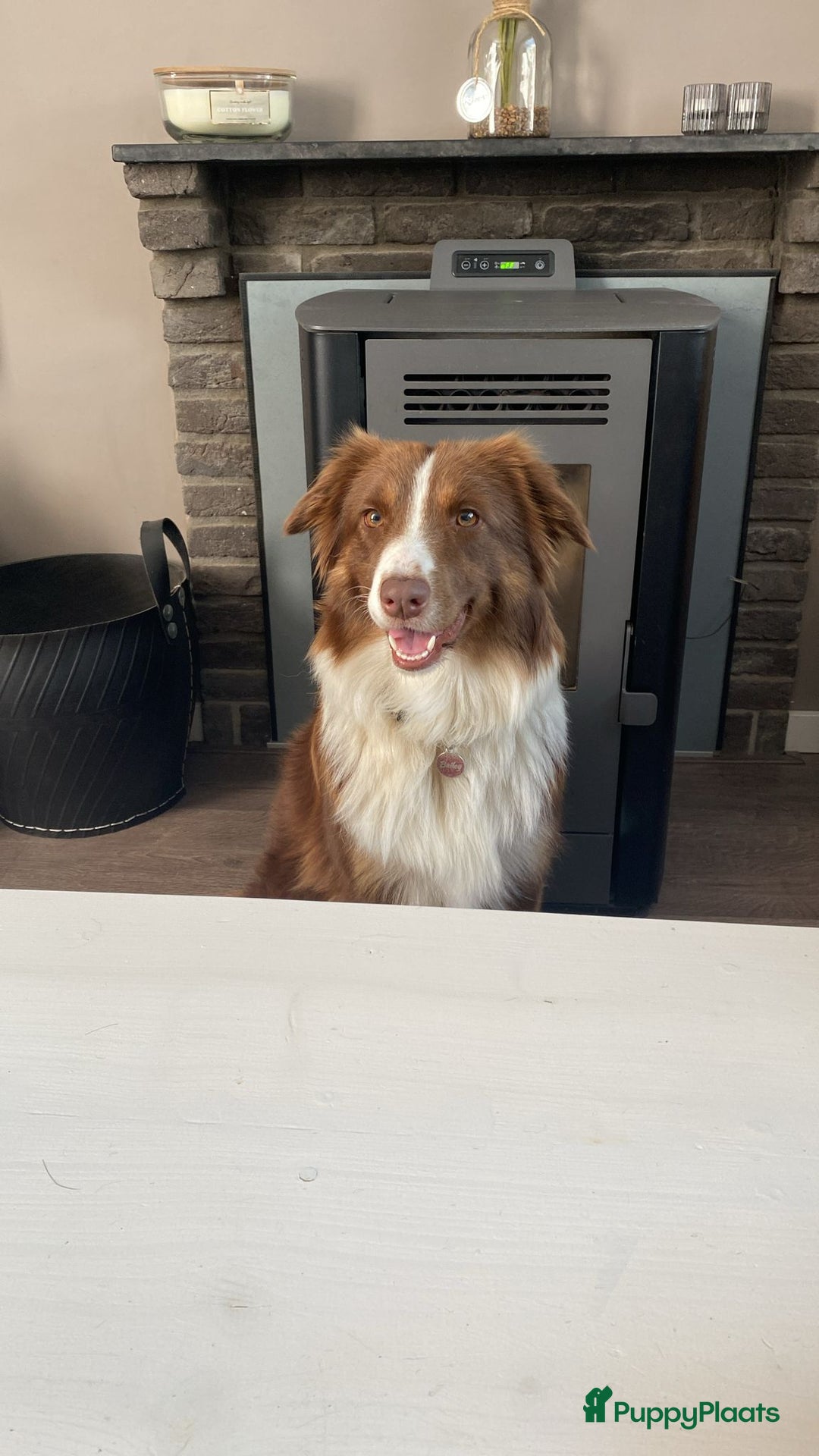 Australian Shepherd honden te koop: 🐾 Australian Shepherd pups – liefdevol nestje 🐾 - Advertentie 1