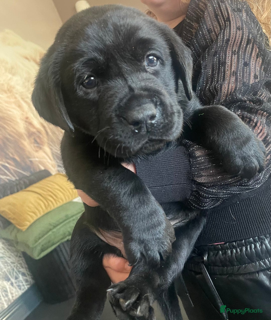 Labrador Retriever honden te koop: NEST AANKONDIGING LABRADOR PUPS - Advertentie 22