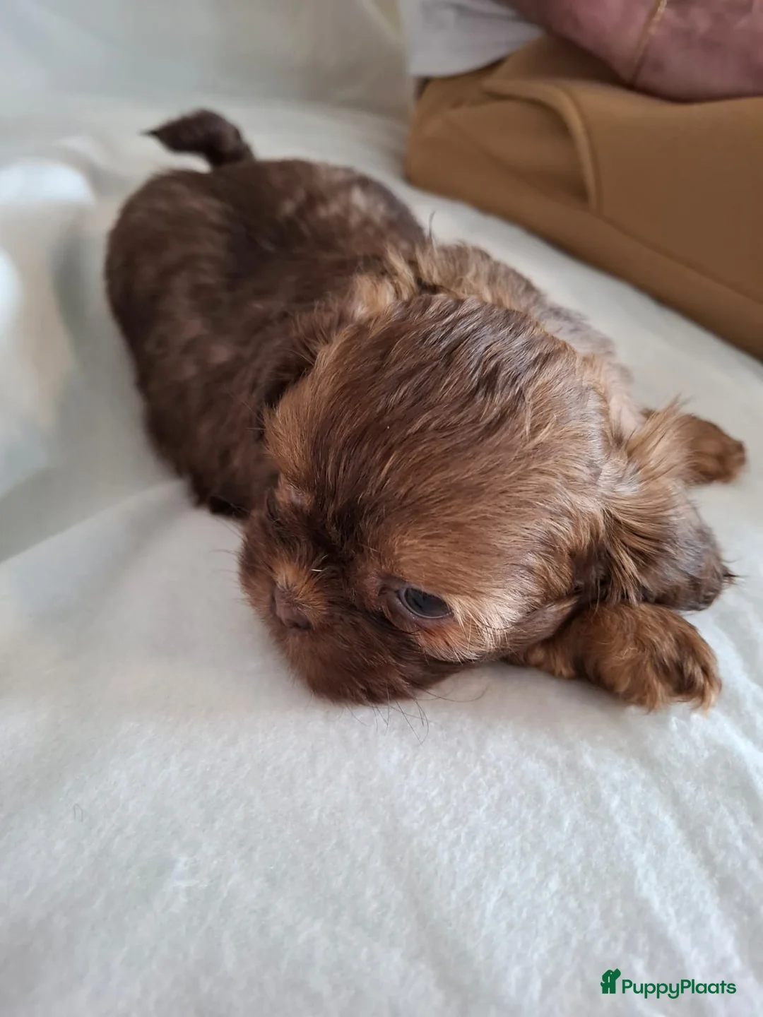 Kruising honden te koop: Mooi nestje boomerpups  - Advertentie 24