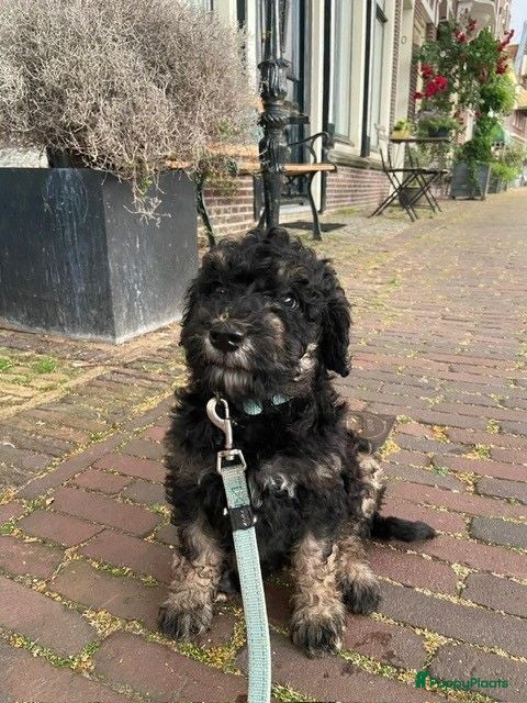 Australian Labradoodle honden 3 Aussi Labradoodle Pups, incl. karakter test   - Advertentie 1