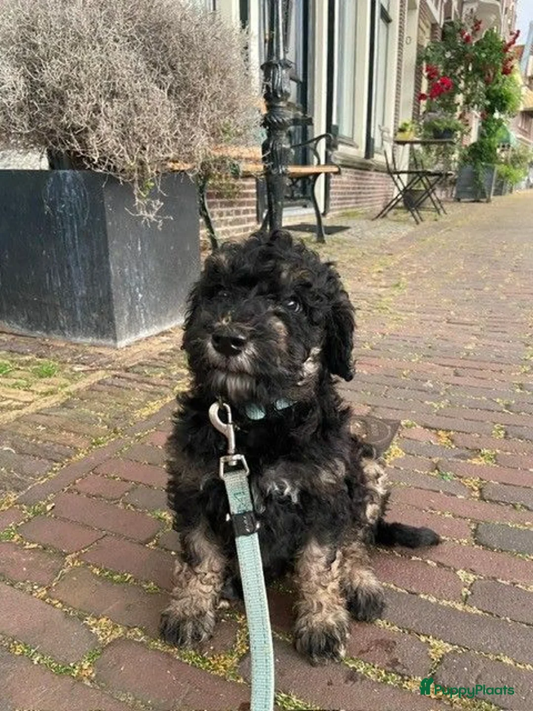Australian Labradoodle honden te koop: 3 Aussi Labradoodle Pups, incl. karakter test   - Advertentie 1