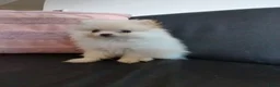 Pomchi honden te koop: Prachtige pomeriaan reu van 10 weken oud - Advertentie 2
