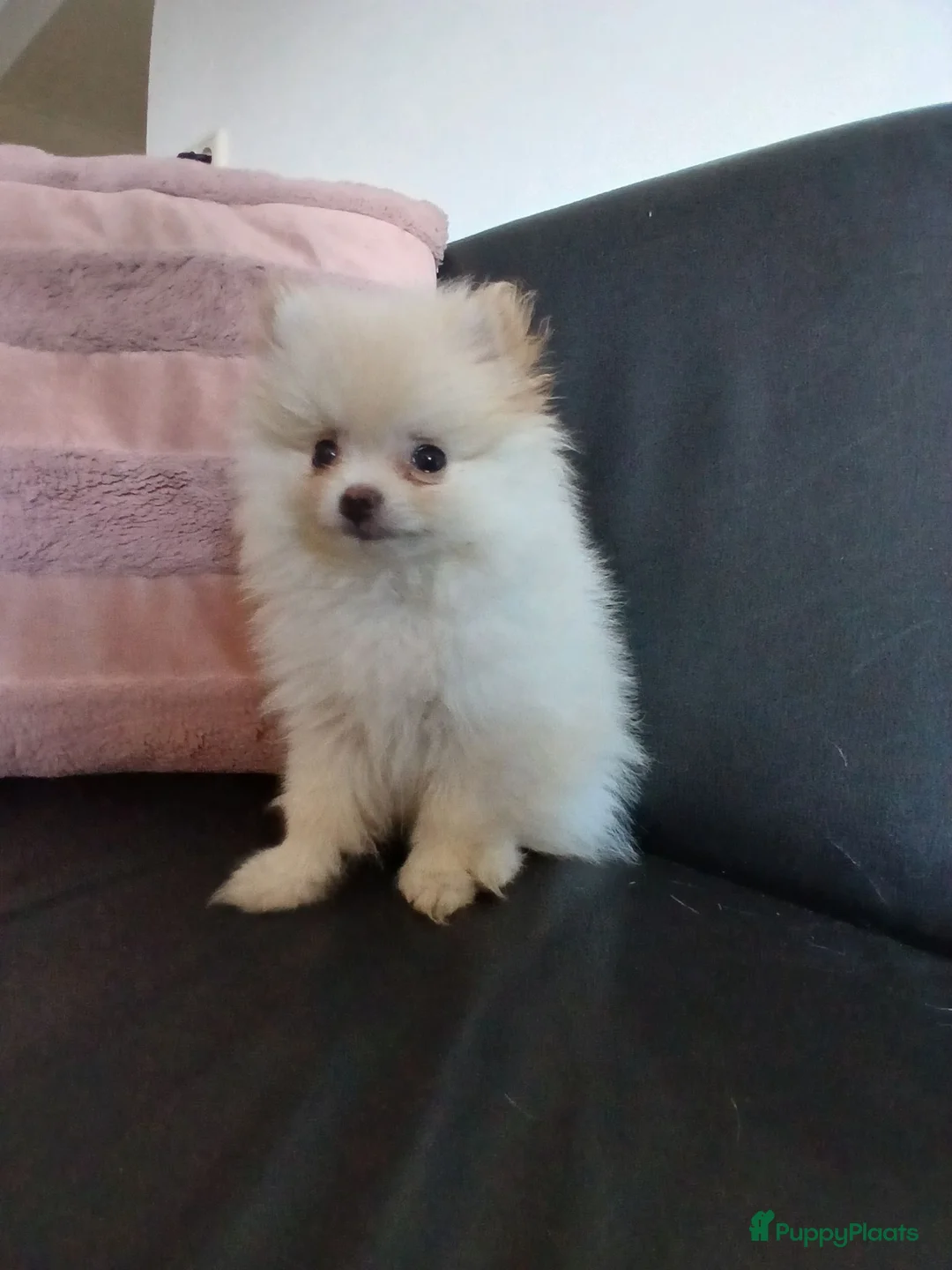 Pomchi honden te koop: Prachtige pomeriaan reu van 10 weken oud - Advertentie 2