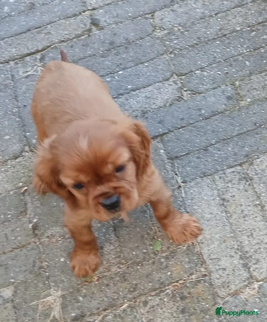 Cavalier King Charles Spaniel honden te koop: Cavalier King Charles Spaniel pup met FCI stamboom - Afbeelding 6