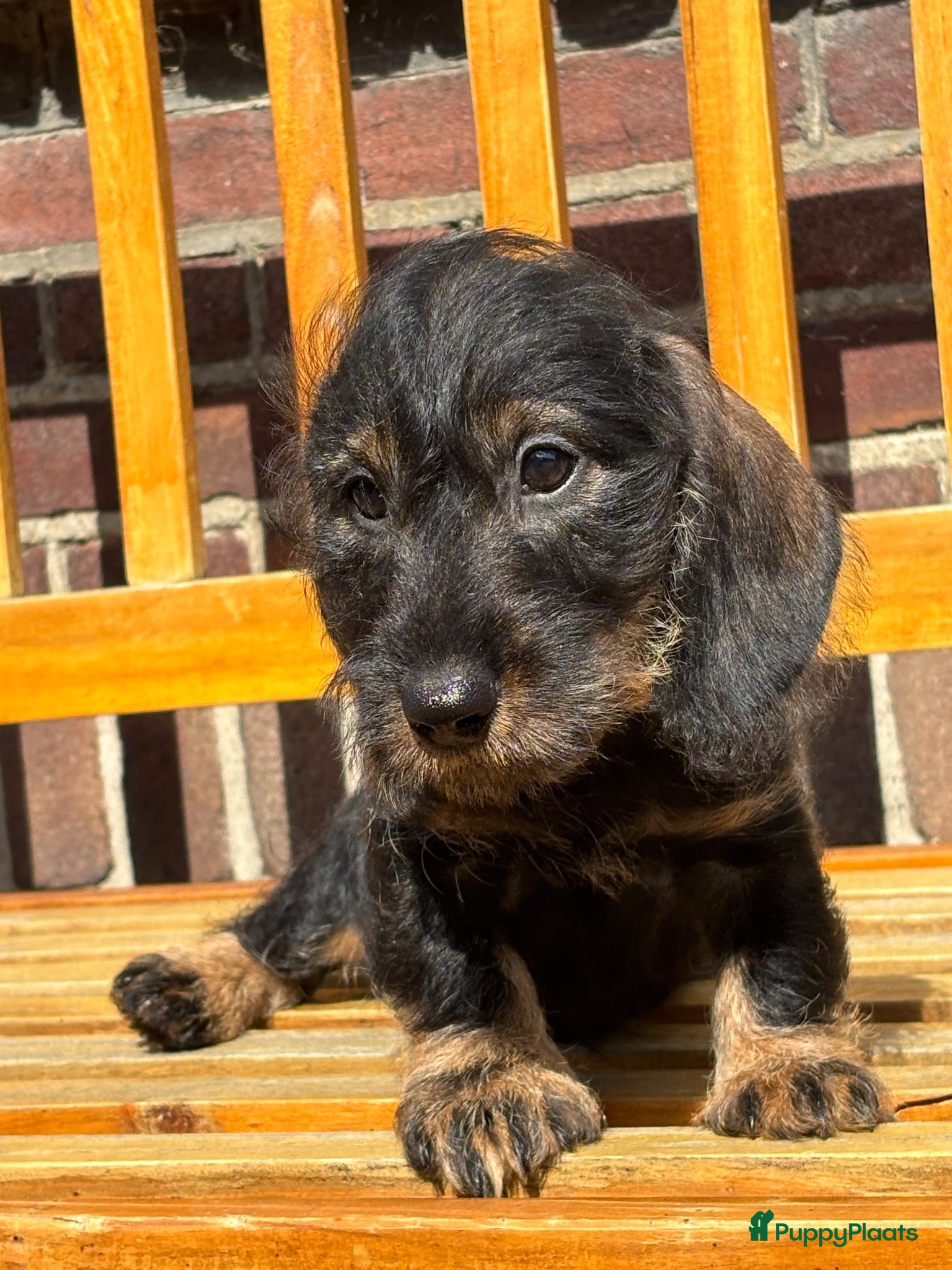 Ruwhaar Teckel honden Ruwhaar kaninchen/dwergteckel, wildkleur - Advertentie 2